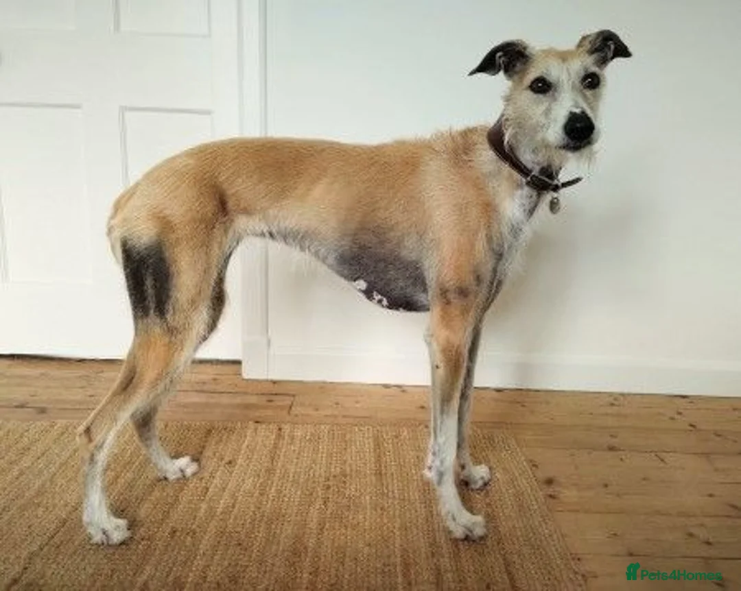Lurcher dogs for adoption: GERTIE, female lurcher in rescue - Advert 2
