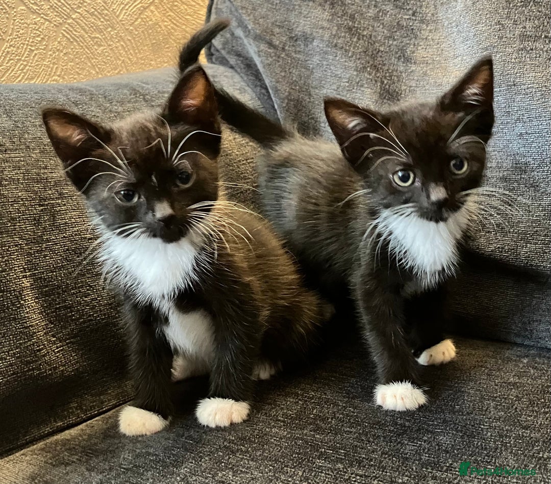 Mixed Breed cats for sale: Girl kittens for good homes only - Image 7