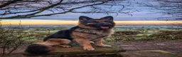 German Shepherd dogs for stud: Our beautiful German Shepard available to stud.  in Richmond - Advert 6