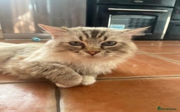 Ragdoll cats for sale: GCCF Male for Sale - Image 2