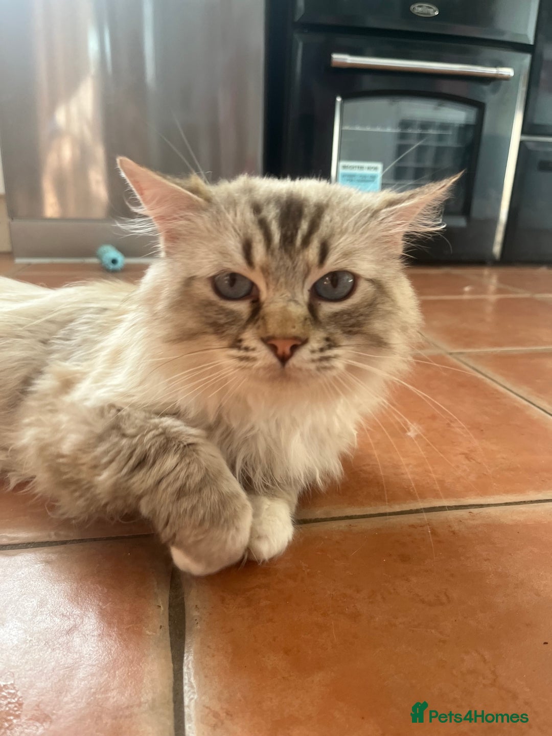 Ragdoll cats for sale: GCCF Male for Sale - Image 2