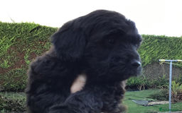 Bernedoodle dogs for sale: Rare Toy bernedoodles  - Image 5