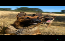 Mixed Breed dogs for sale: German shepherd x Belgian shepherd puppies - Image 8