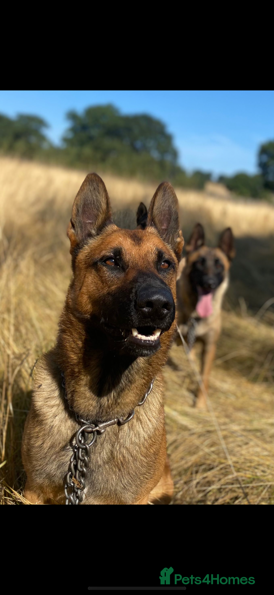 Mixed Breed dogs for sale: German shepherd x Belgian shepherd puppies - Image 8