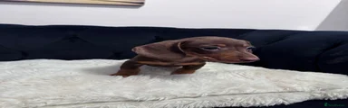 Choc and tan male 