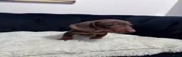 Miniature Dachshund dogs for sale: REDUCED AND READY for their new homes! KC PUPPIES! - Advert 17