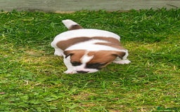 Jack Russell dogs for sale: Jack Russell puppies  - Image 18