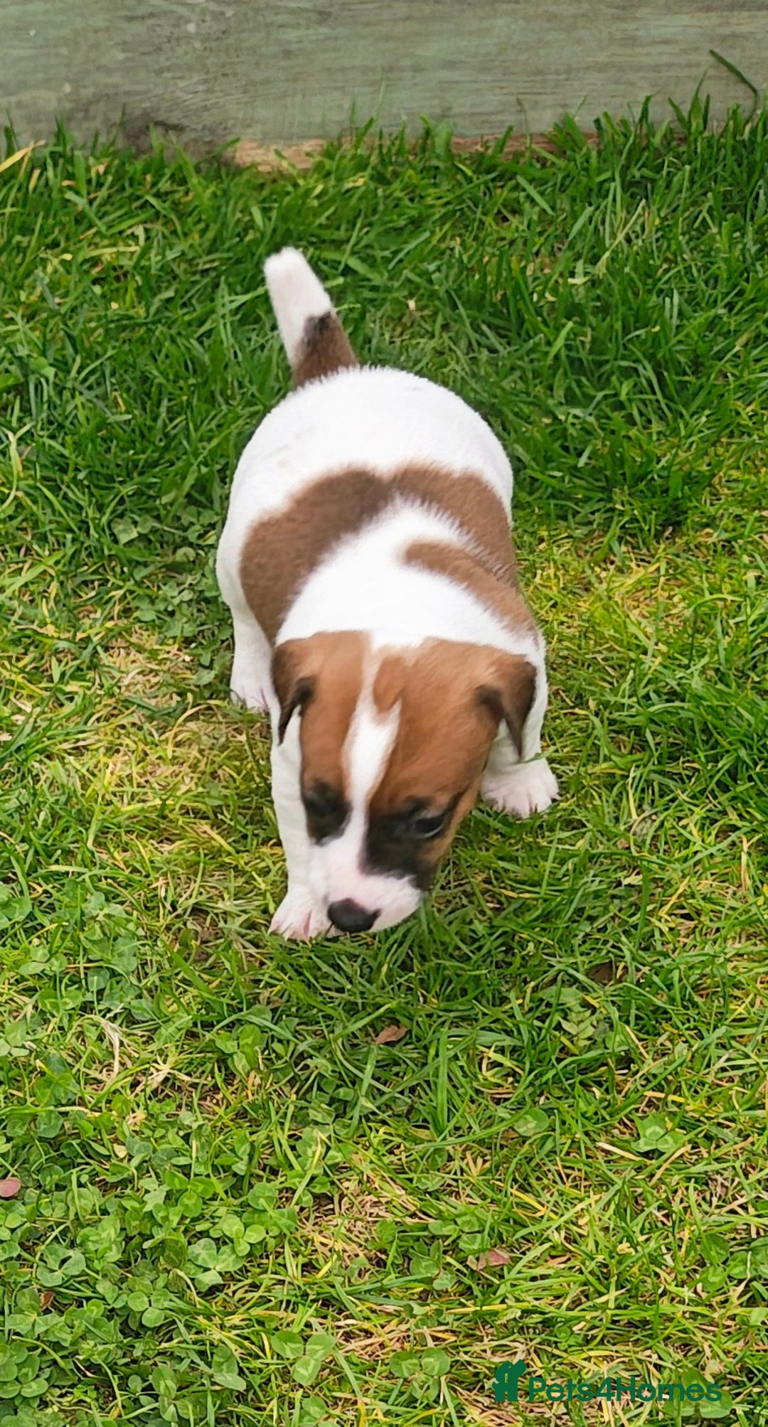 Jack Russell dogs for sale: Jack Russell puppies  - Image 18