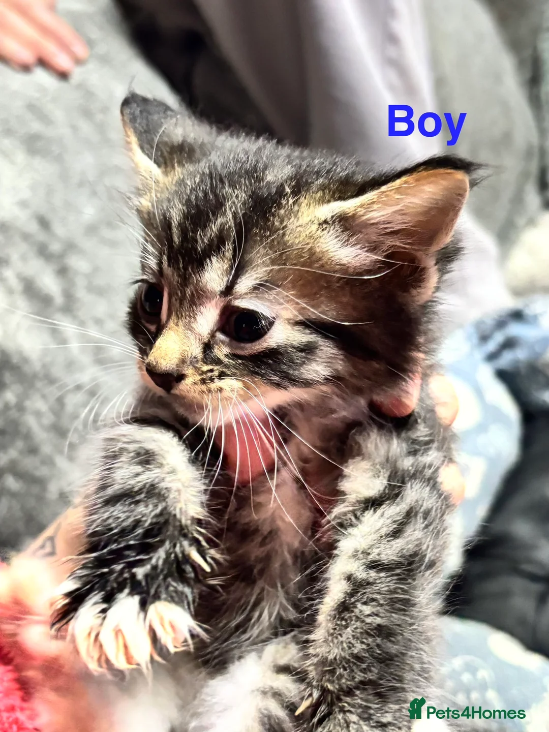 Mixed Breed cats for sale: Mixed litter of adorable kittens - Advert 4