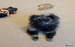 Pomeranian dogs for stud: Very rare merle pomeranian for stud duties - Image 13