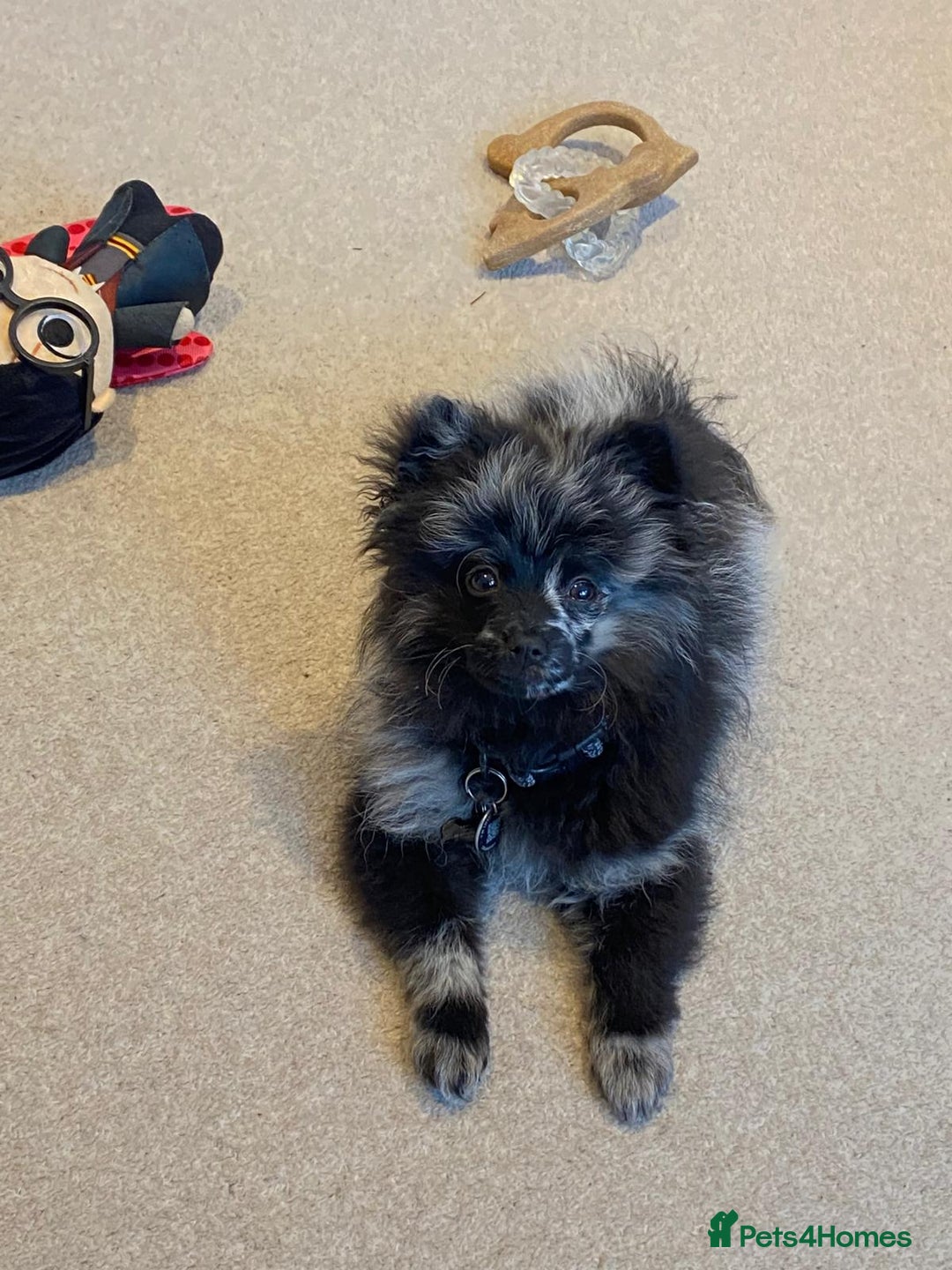 Pomeranian dogs for stud: Very rare merle pomeranian for stud duties - Image 13
