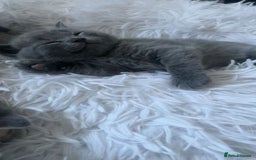 British Shorthair cats for sale: 1 baby girl left!  - Image 2