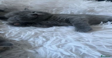 British Shorthair cats - Advert 3