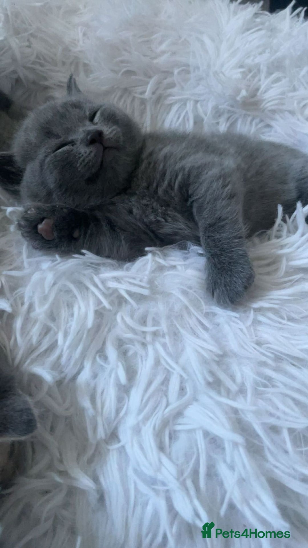 British Shorthair cats for sale: 1 baby girl left!  - Image 2