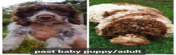 Cockapoo dogs for sale: Parti Roan F1 Cockapoos. Choc & Black. DNA Tested  - Advert 26