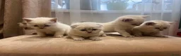 Scottish Fold cats for sale: Scottish fold and straight blue eyed kittens - Advert 5