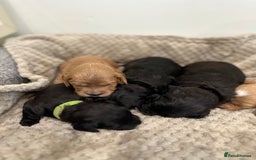 Cavapoo dogs for sale: F1 cavapoo puppies heath tested  - Image 3