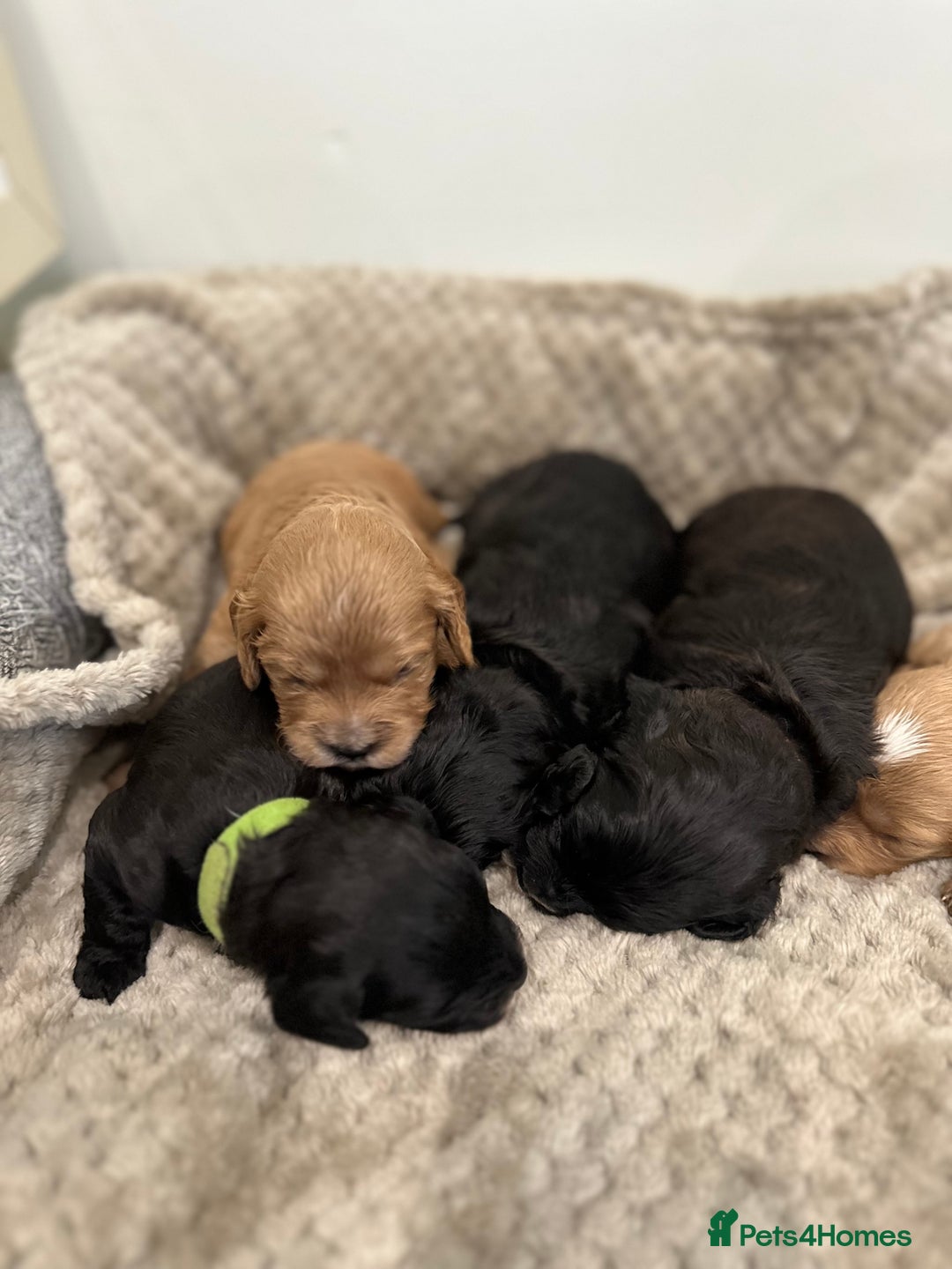 Cavapoo dogs for sale: F1 cavapoo puppies heath tested  - Image 3