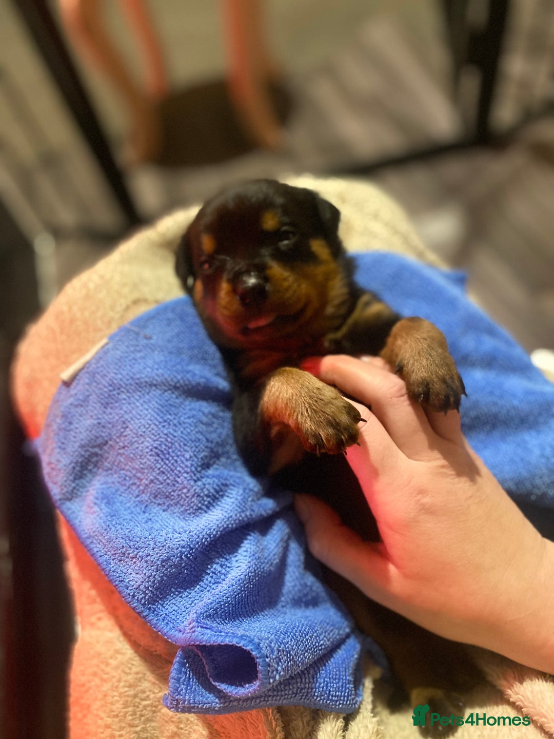 Rottweiler dogs for sale: Hulk and Ruby Rottweiler puppies  - Advert 8