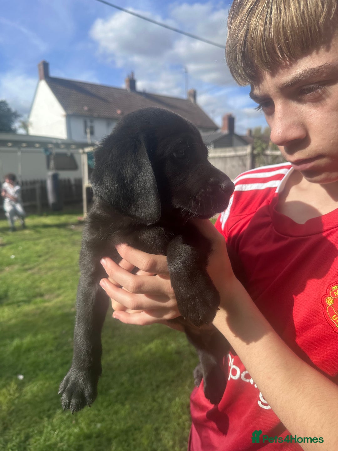 Labrador Retriever dogs for sale: Beautiful Labrador pups  - Image 17