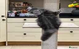 British Shorthair cats for sale: SILVER TABBIES - Registered & Full Pedigree - Image 16