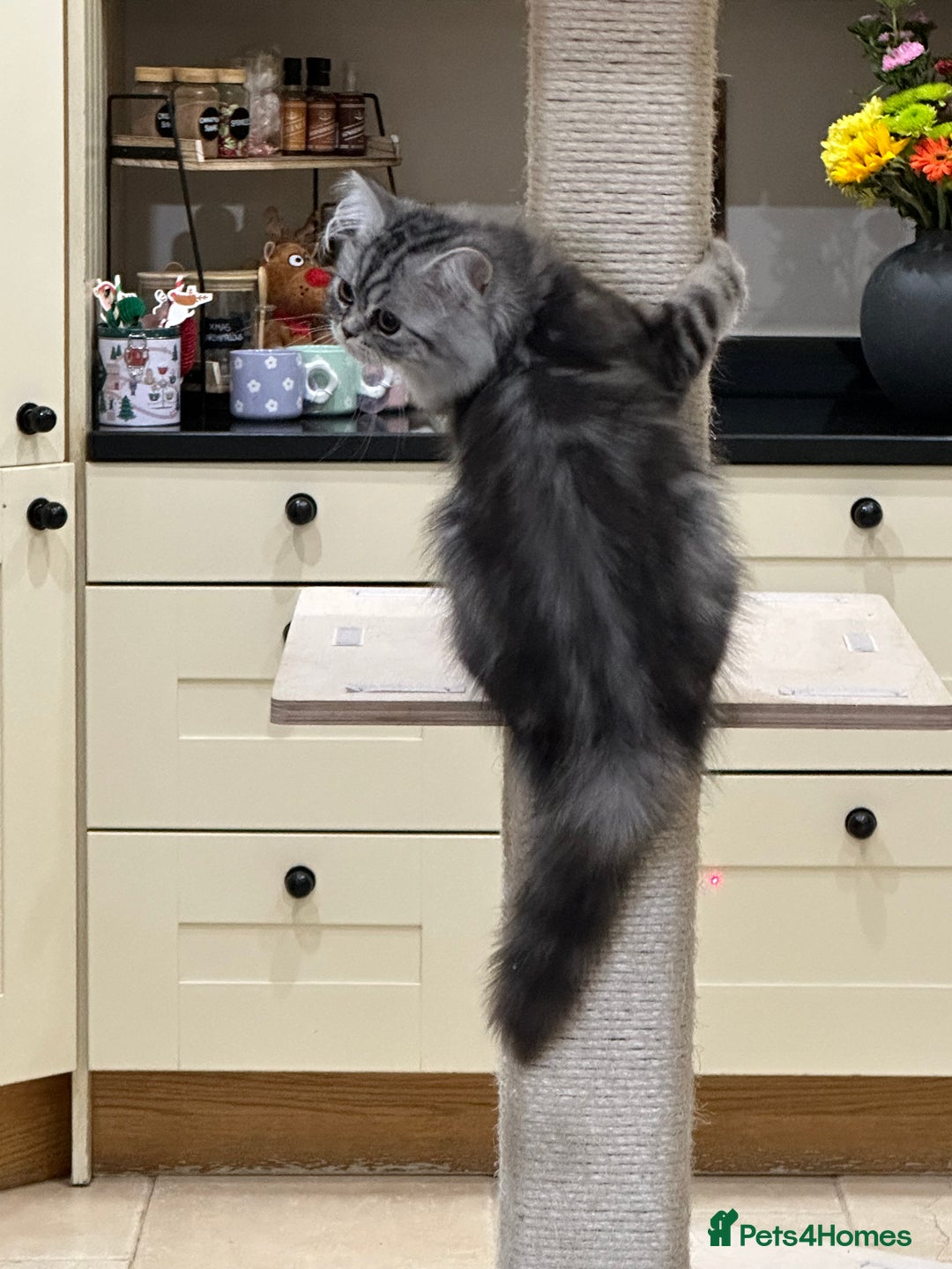 British Shorthair cats for sale: SILVER TABBIES - Registered & Full Pedigree - Image 16