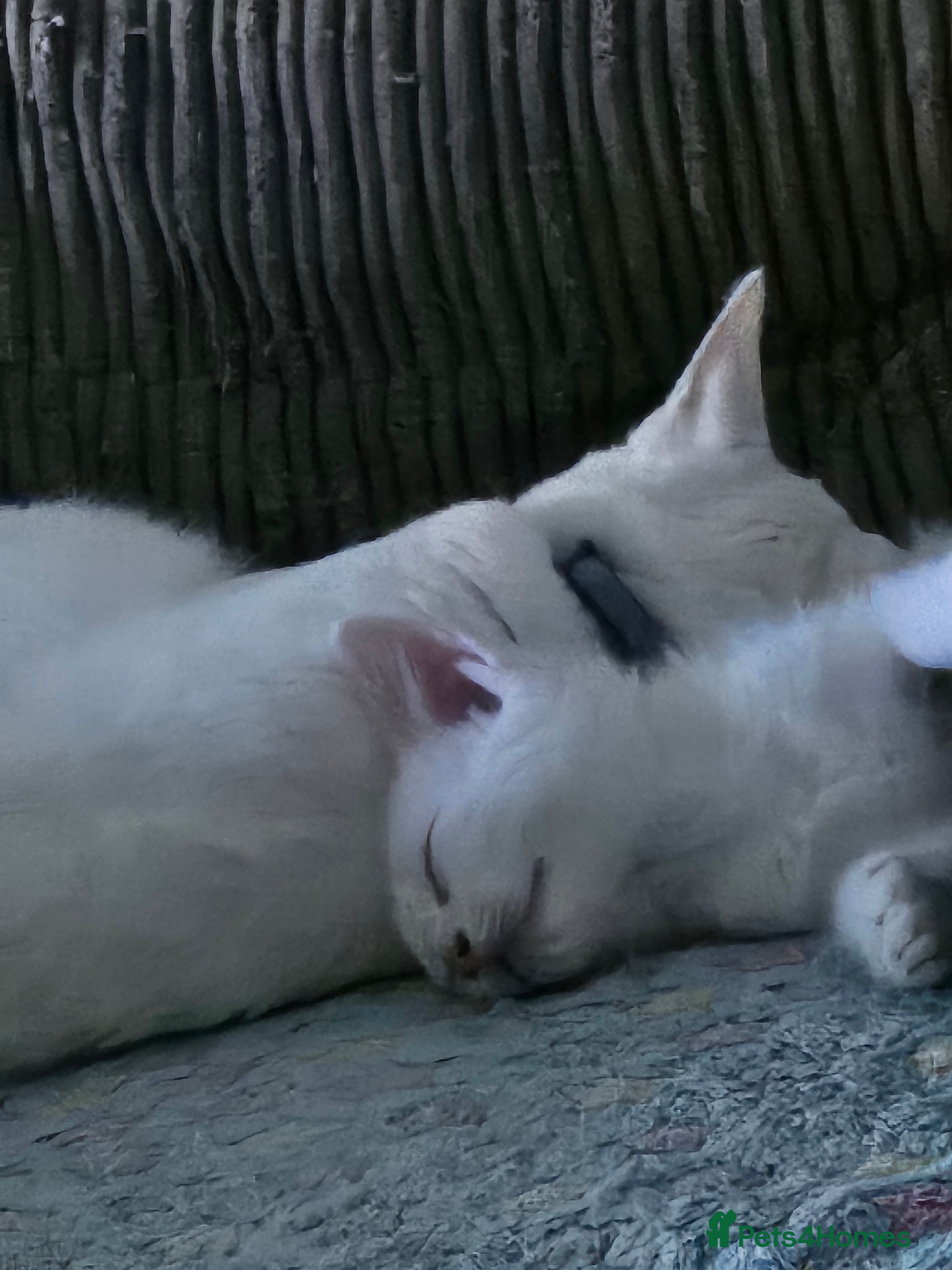 Mixed Breed cats for sale: Looking for a loving home - Advert 2