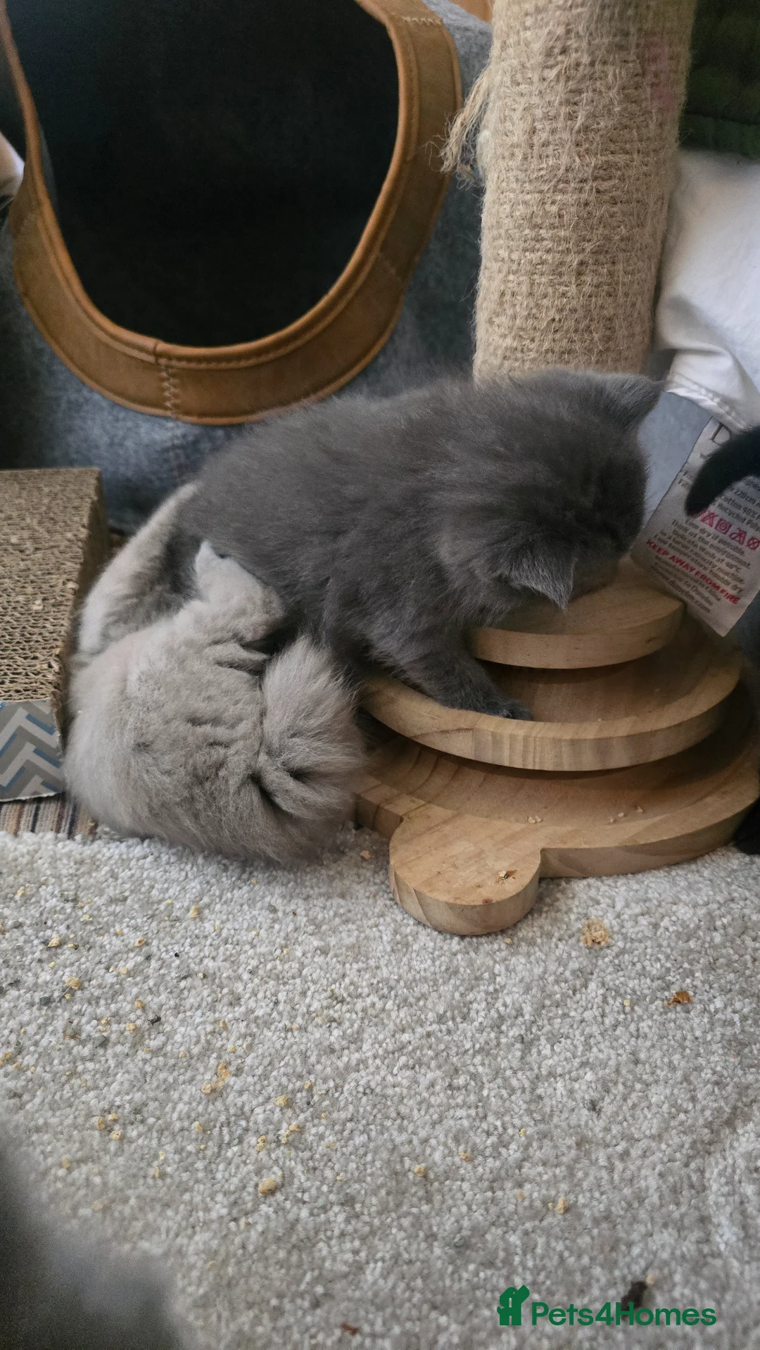 British Shorthair cats for sale: BSH x BLH - Advert 12