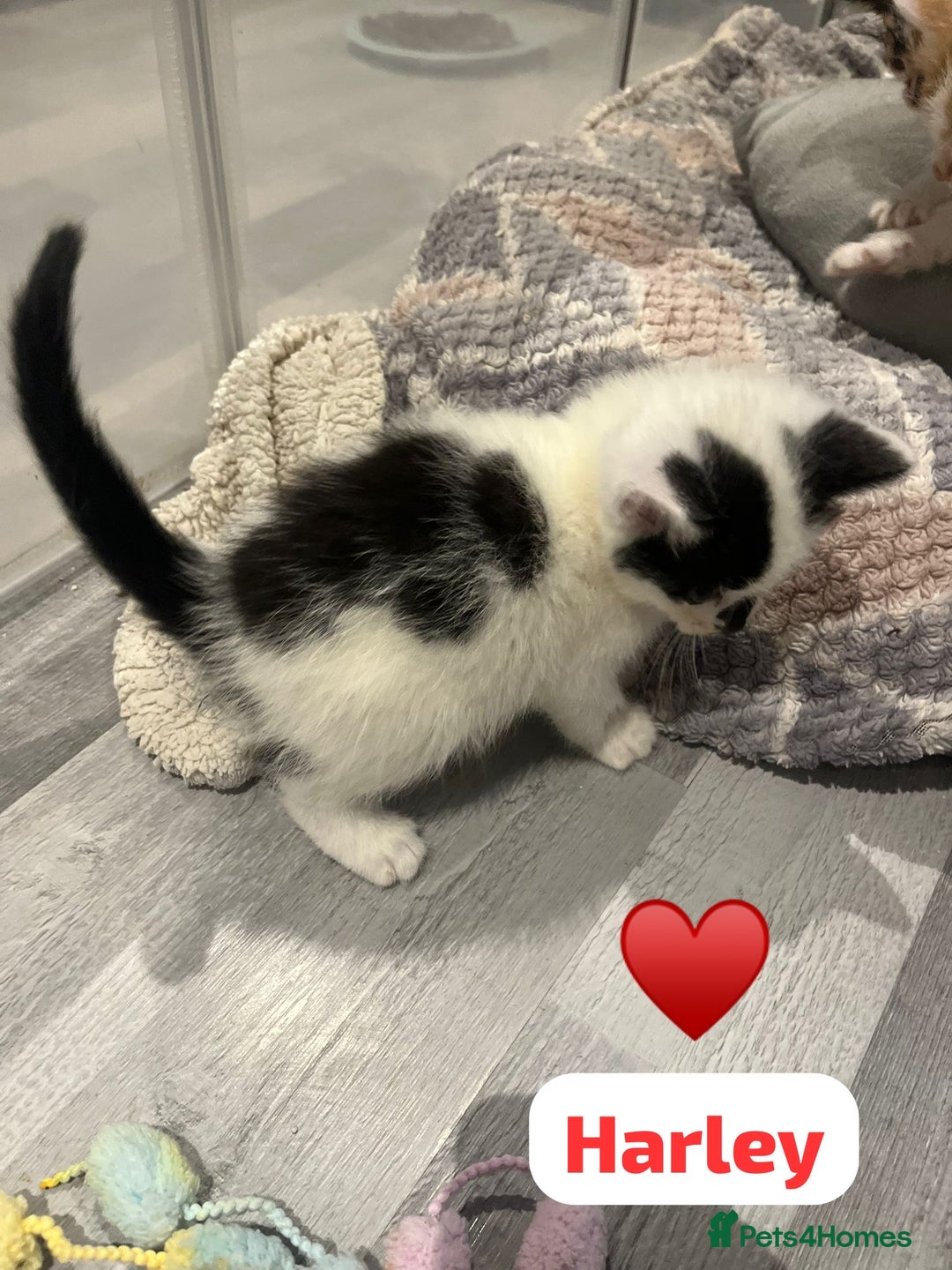 Mixed Breed cats for sale: 🐾 8 Beautiful kittens….🩵🩷 - Advert 21