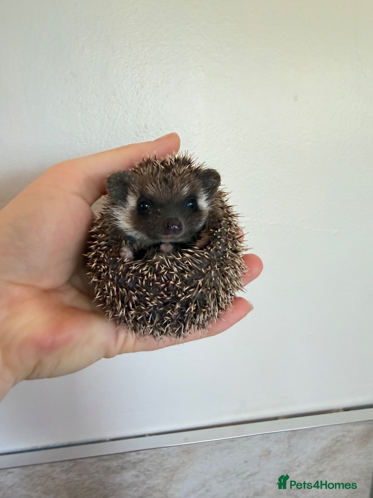 Pygmy Hedgehog rodents 1 male Hoglet back available  - Advert 1