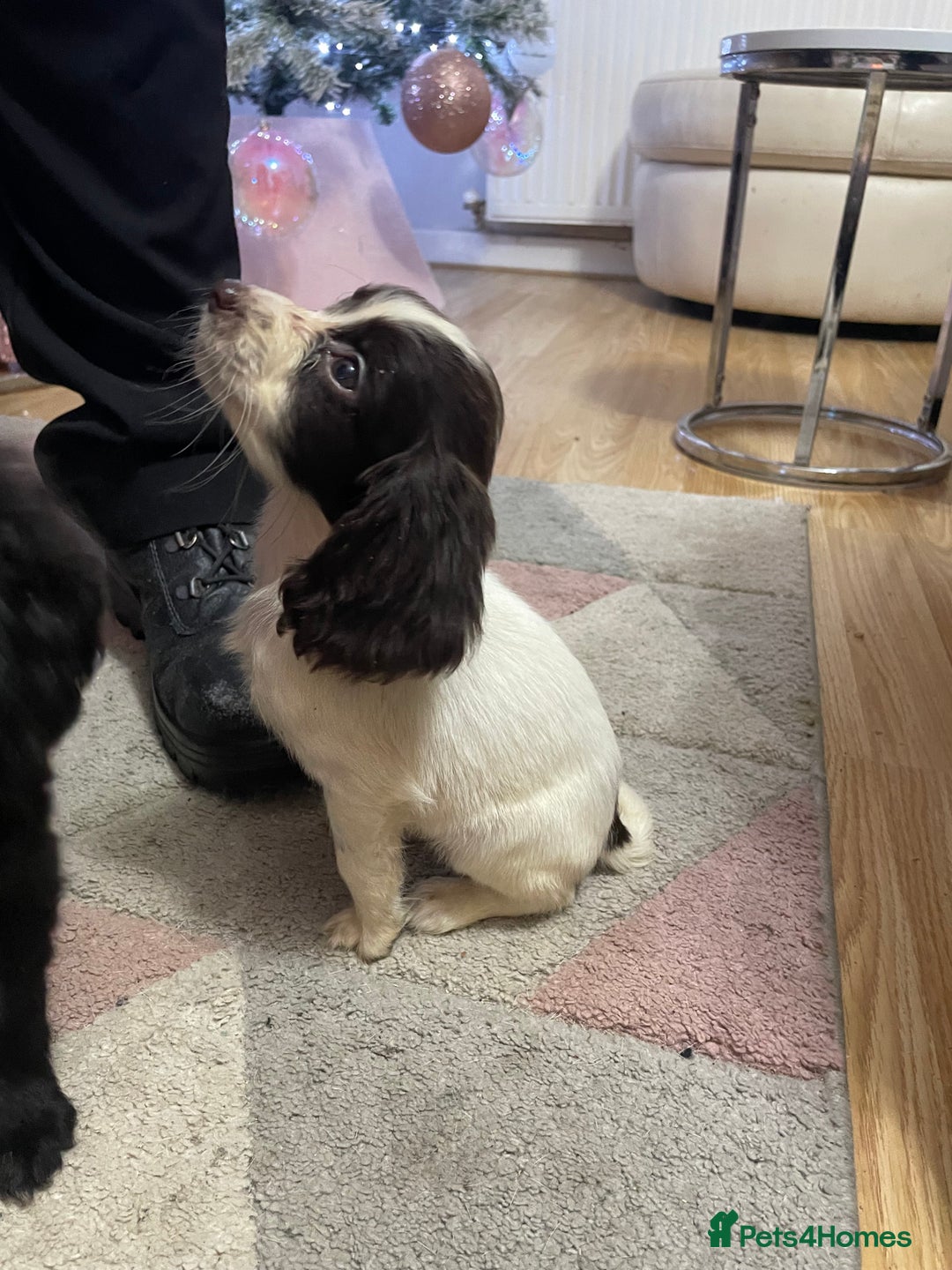 Sprocker dogs for sale: Sprocker Spaniel Puppies - Advert 8