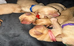 Labrador Retriever dogs for sale: Red fox Labradors - Image 3
