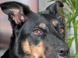 Border Collie dogs Buffy – 4-Year-Old Border Collie - Advert 1