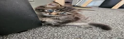 British Longhair cats for sale: Georgous silver silver & ginger Longhaired kittens - Advert 15