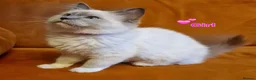 Ragdoll cats for sale: Ragdoll Kittens Ready For Forever Homes - Advert 19