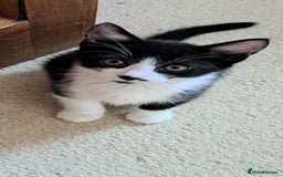 Mixed Breed cats for sale: Three boys looking for new home  - Image 1