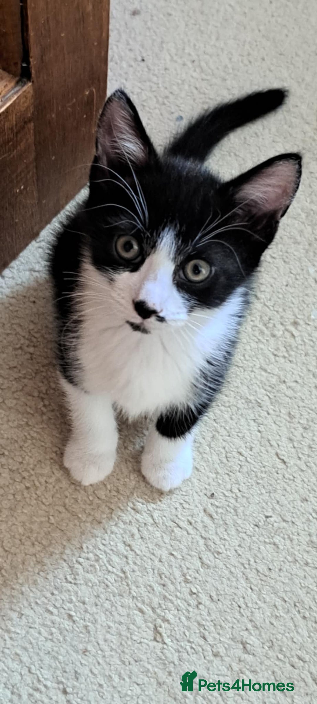 Mixed Breed cats for sale: Three boys looking for new home  - Image 1