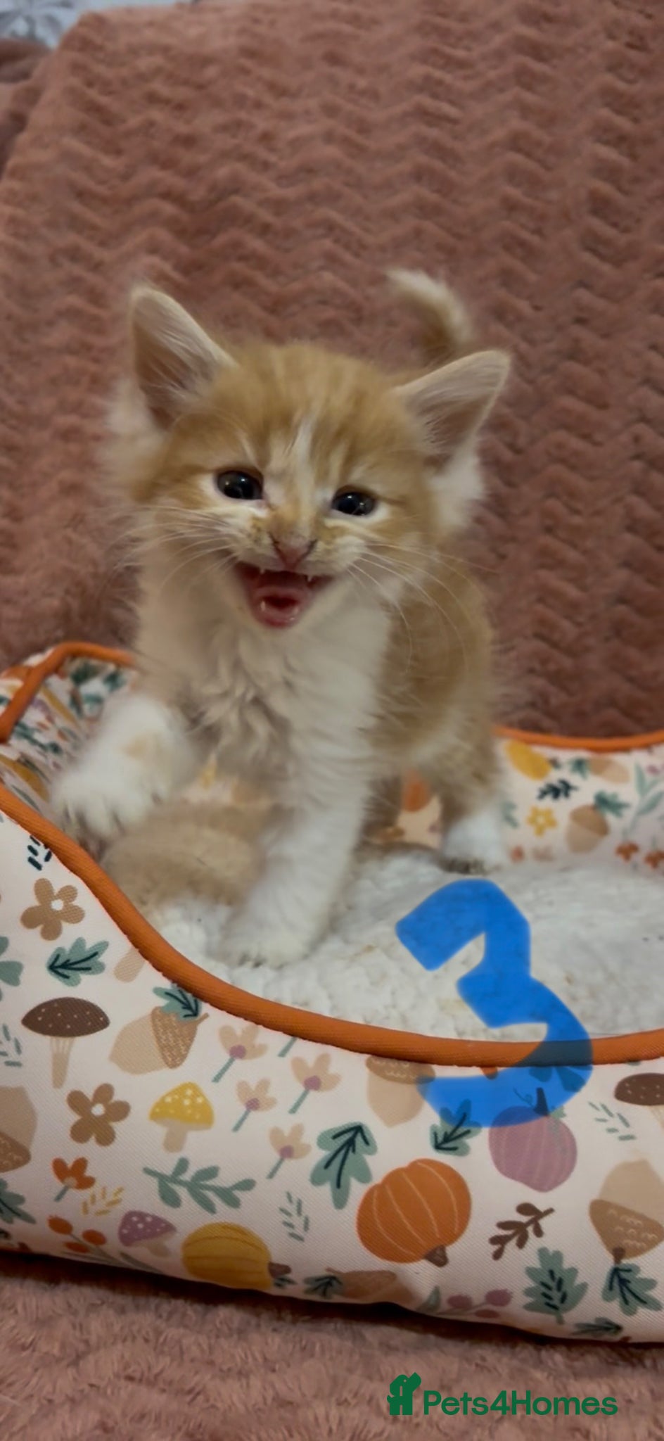 Mixed Breed cats for sale: 8 beautiful kittens ready for loving homes  - Advert 12
