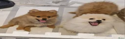 Pomeranian dogs for sale: 4 Purebred Pomeranian puppies - Advert 10