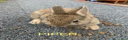 Netherland Dwarf rabbits for sale: Netherland Dwarf / Cross Baby Rabbits  - Advert 5