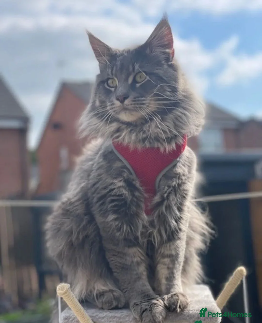 Maine Coon cats for stud: Fluffballs Alberto Main Coon Studd in Chester - Advert 1