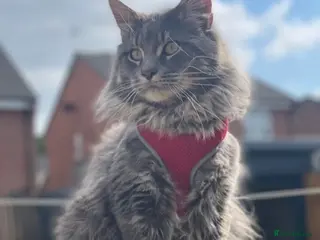 Maine Coon cats **NEW BOY ** Fluffballs Alberto Main Coon Studd - Advert 2