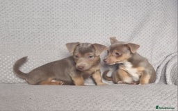 Jack Russell dogs for sale: Miniature jack Russell's only 3 available now - Image 6