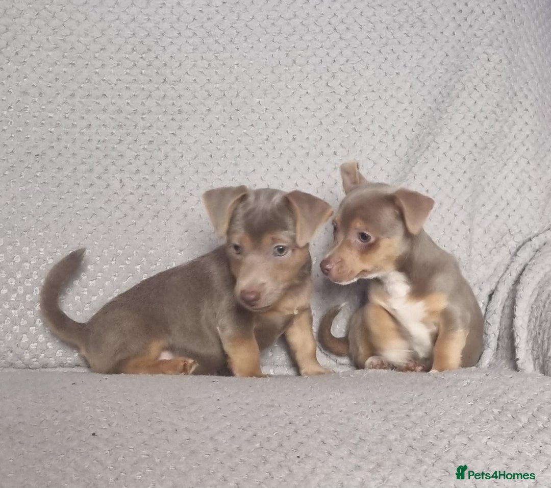Jack Russell dogs for sale: Miniature jack Russell's only 3 available now - Image 6