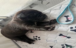 Cane Corso dogs for sale: Cane Corso pups - Image 16