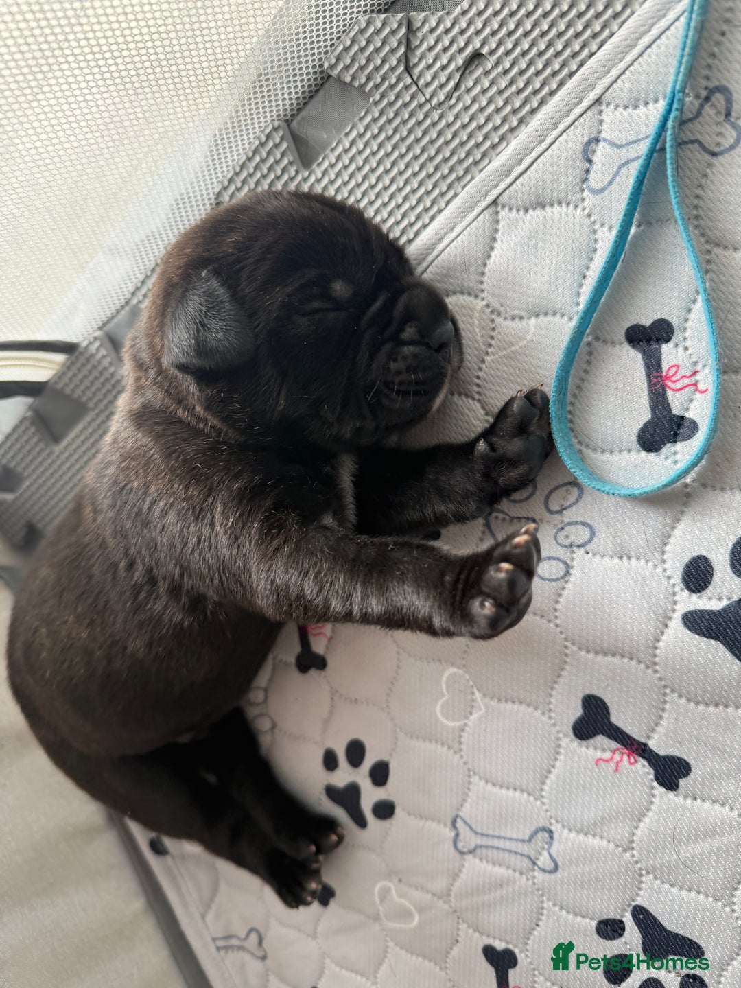 Cane Corso dogs for sale: Cane Corso pups - Image 16