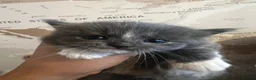Mixed Breed cats for sale: Kittens need a new home to go to 💗 - Advert 4