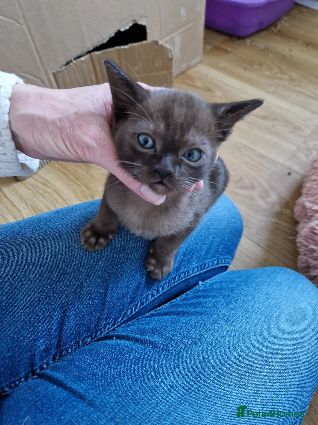 Burmese cats for sale: Beautiful Burmese Litter - Advert 2