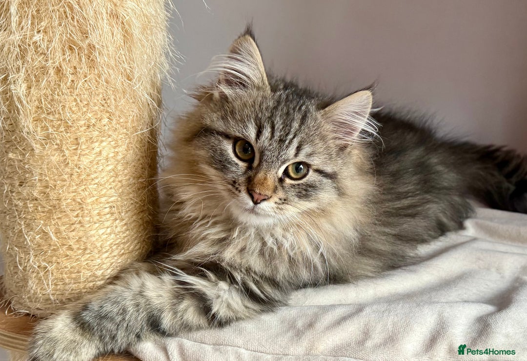 Siberian cats for sale: Fluffy Siberian Kittens Ready for loving homes🥰 - Advert 10