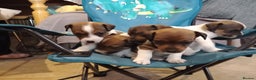 Jack Russell dogs for sale: Jack russell puppies - Advert 9